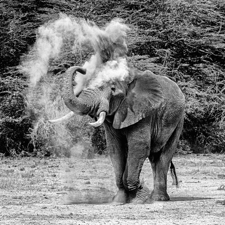 Amboseli Elephant Sand Blowing in heat
