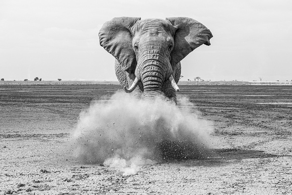 Amboseli Elephant