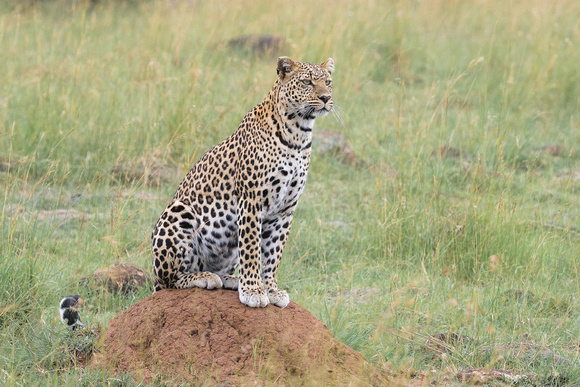 Leopard on Termite Mound Maasi Mara