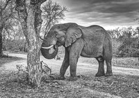 Elephant having to feed on twigs in dry season. Sabi Sands S0uth Africa