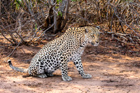 Leopard starting the Evening Hunt. Sabi Sands