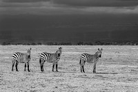 Zebra  at nightfall. Maasi Mara