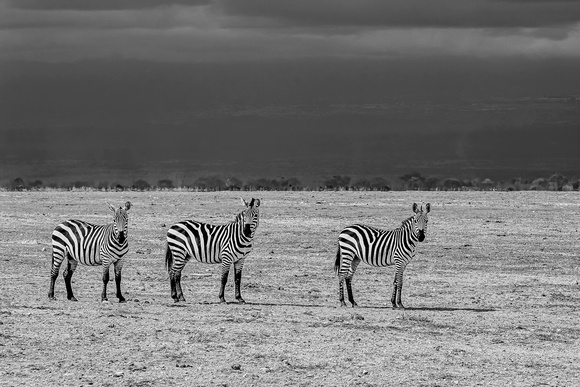 Zebra  at nightfall. Maasi Mara