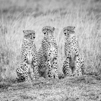 Three cheetahs . Maasi Mara