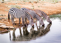 Zebra at Waterfall Maasi Mara