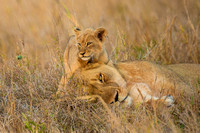 Lioness with Cub hiding in long gras. Phinda South Africa