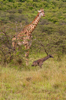 Giraffe with a one hour old infant. Maasi Mara