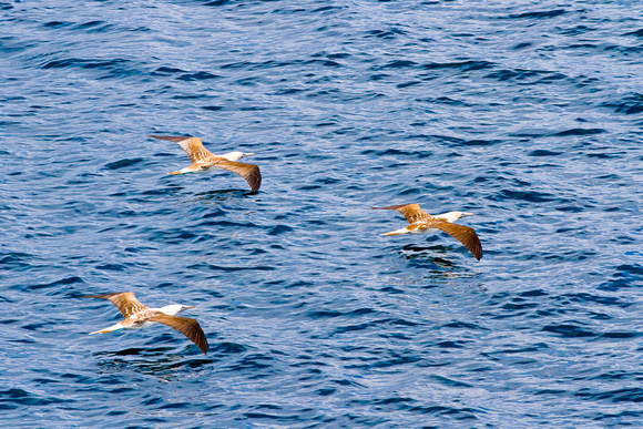 Blue Footed Boobies