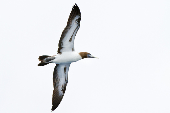 Brown Booby in flight