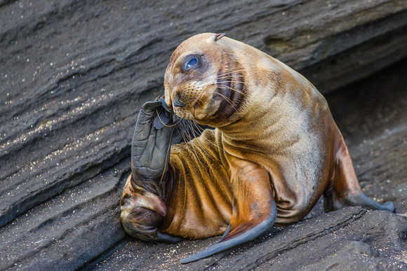 Galapagos Fur Seal