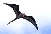 Frigate Bird (male)