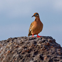 Galapagos Dove