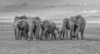 Amboseli Elephant Herd - Displayed