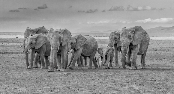 Amboseli Elephant Herd - Displayed