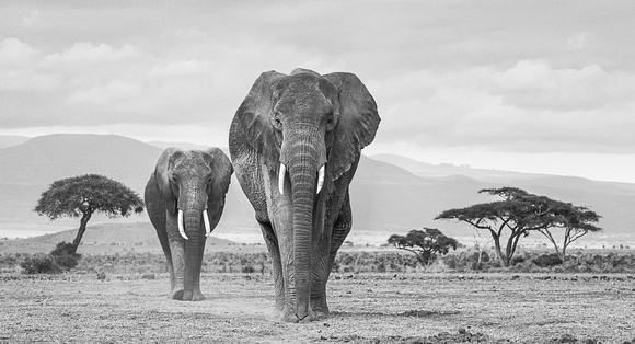 Amboseli Elephants - Displayed. Large Frame.
