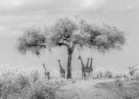 Giraffes in the Shade -Displayed - Infra Red Filter