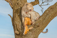 Leopard with Prey - Displayed