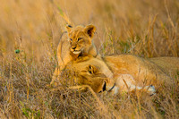 Lioness with Cub Hiding in Long Grass - Displayed