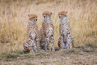 Cheetahs On Watch Maasi Mara -Displayed