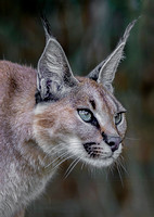 Caracal - Reserve Mounted