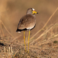 African Wattled Plover - Reserve Mounted