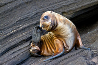 Galapagos Fur Seal - Reserve Mounted