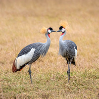 Grey Crowned Cranes -Reserve Mounted