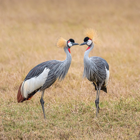Grey Crowned Cranes -Reserve Mounted
