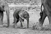 Elephant Calf Keeping Up - Reseve Mounted