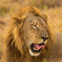Portrait of a Lion - Reserve - Mounted
