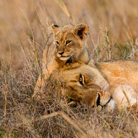 Big Cats - Lioness and Cub
