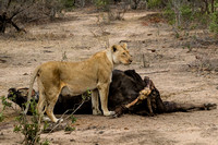 Big Cats - Lioness at Buffalo Carcass
