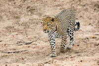 Big Cats - Male Leopard