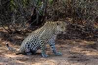 Big Cats - Female Leopard