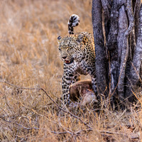 Big Cats - Young Male Leopard with Kill