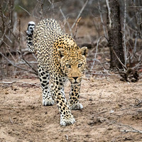 Big Cats - Male Leopard