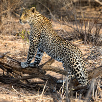 Big Cats - Female Leopard