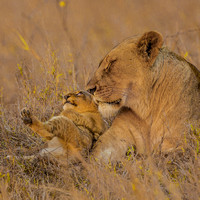 Big Cats - Lioness and Cub