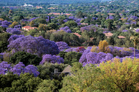 Jacaranda Trees Pretoria
