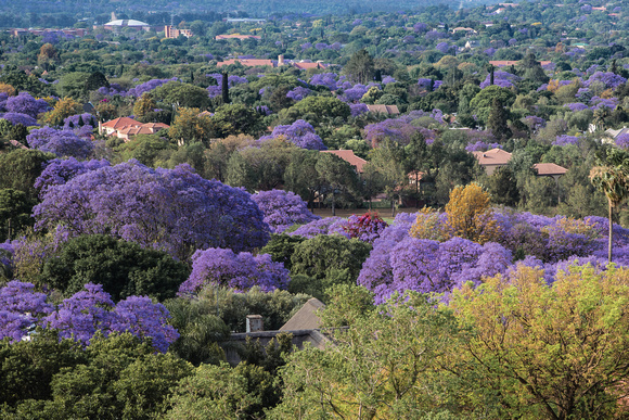 Jacaranda Trees Pretoria