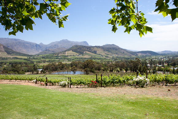 Vinyards - Franschoek