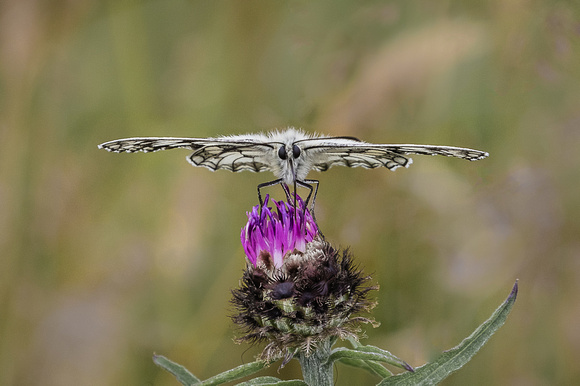 Marbled White