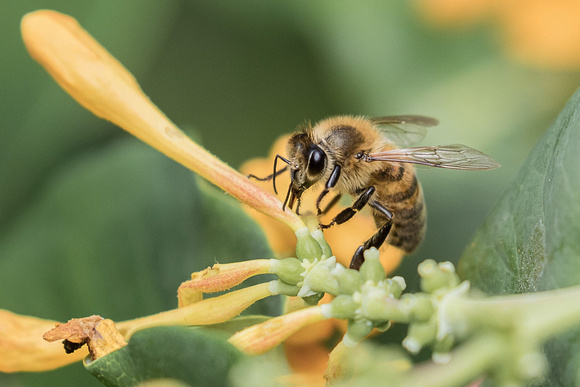 Honeybee on Honeysuckle