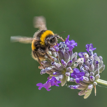 Bumblebee on Lavender