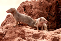 6. Tarangiri Dwarf Mongoose