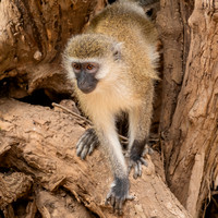 20. Lake Manyara Vervet Monkey
