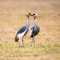 17. Grey Crowned Cranes